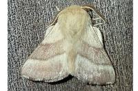 Malacosoma neustria
