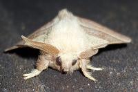 Malacosoma neustria