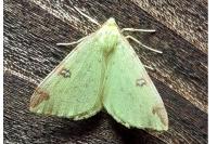 Opisthograptis luteolata