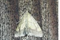 Evergestis limbata
