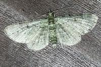 Pasiphila rectangulata