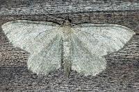 Philereme vetulata