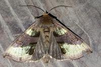 Diachrysia chrysitis