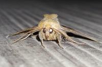 Diachrysia chrysitis