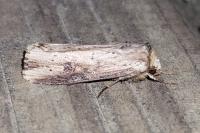 Axylia putris