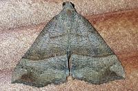 Hypena proboscidalis