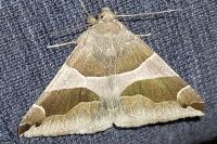 Dysgonia algira