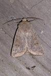 Hoplodrina ambigua