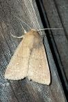 Mythimna albipuncta