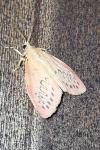 Miltochrista miniata