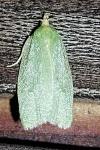 Tortrix viridana