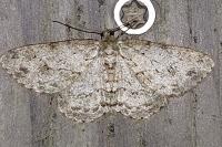Ectropis crepuscularia