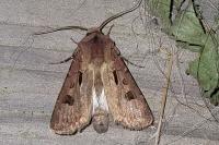 Agrotis exclamationis