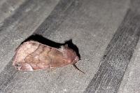 Cosmia pyralina