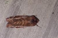 Cosmia pyralina