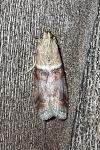 Acrobasis tumidana