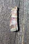 Acrobasis tumidana