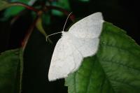 Cabera exanthemata