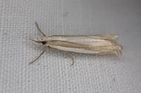 Crambus pascuella