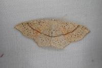 Cyclophora punctaria