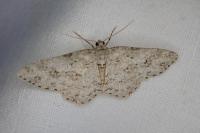 Ectropis crepuscularia