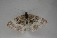 Epirrhoe alternata