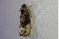 Hedya nubiferana