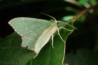 Hemithea aestivaria