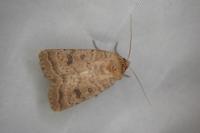 Hoplodrina