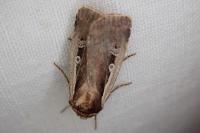 Ochropleura plecta