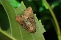 Oligia