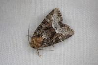 Oligia latruncula/strigilis/versicolor