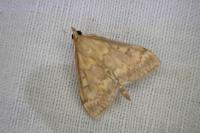 Ostrinia nubilalis/scapulalis