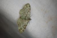 Pasiphila rectangulata