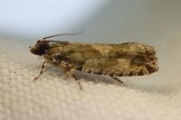 Zeiraphera isertana