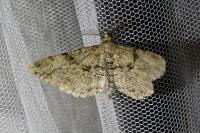 Peribatodes rhomboidaria