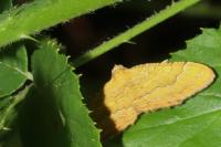 Camptogramma bilineata
