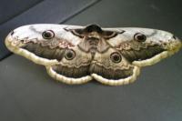 Saturnia pyri