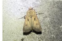 Agrotis exclamationis