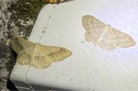 Idaea aversata