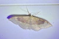Idaea degeneraria