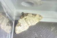 Xanthorhoe fluctuata