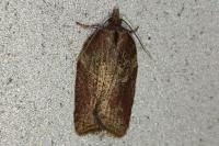 Acleris hastiana
