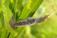 Coleophora calycotomella