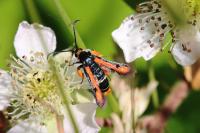 Pyropteron chrysidiforme