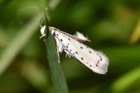 Yponomeuta