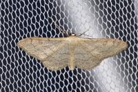 Idaea aversata