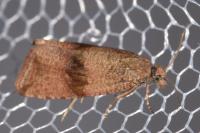 Celypha striana