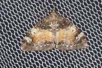 Dysstroma truncata