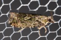 Zeiraphera isertana